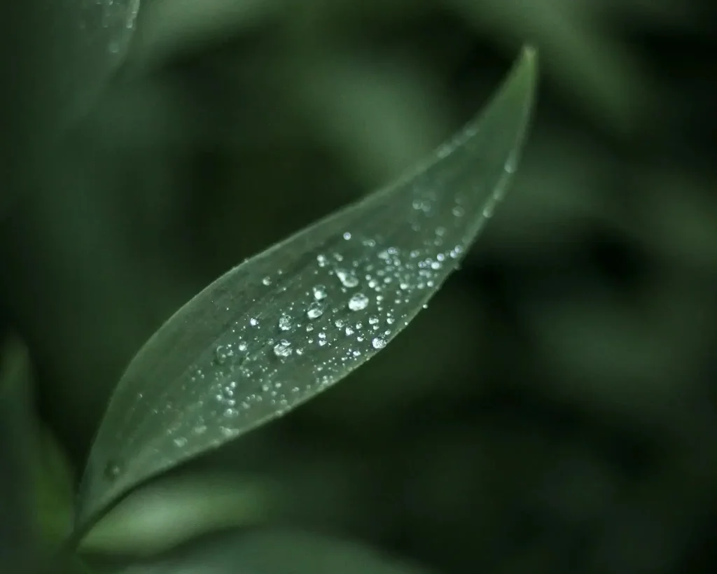 Gros plan sur une feuille de sauge