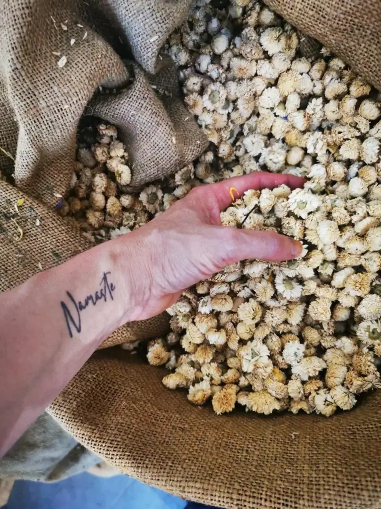 La main de Laetitia Chevallier plongeant dans un panier de fleurs de camomille séchées
