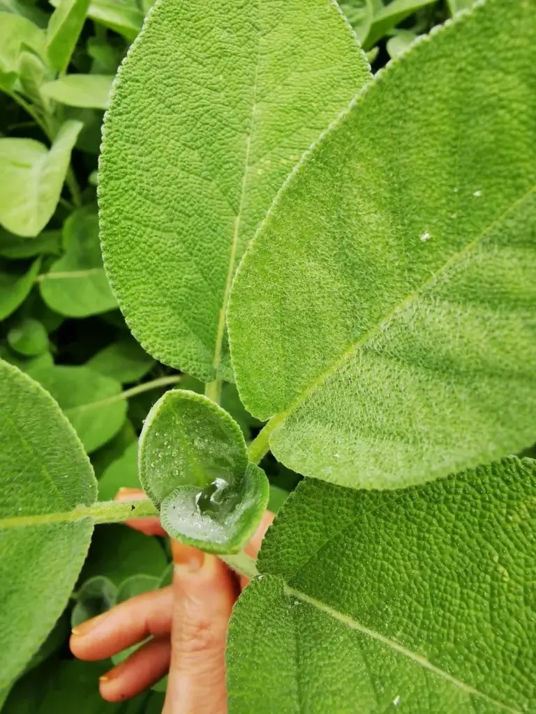 Gouttes d'eau au cœur d'une jeune pousse de Sauge