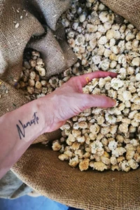 La main de Laetitia Chevallier plongeant dans un panier de fleurs de camomille séchées